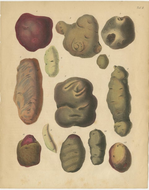 Antique Botanical Lithographs of Potatoes and Tubers, Calwer 1852, view 3