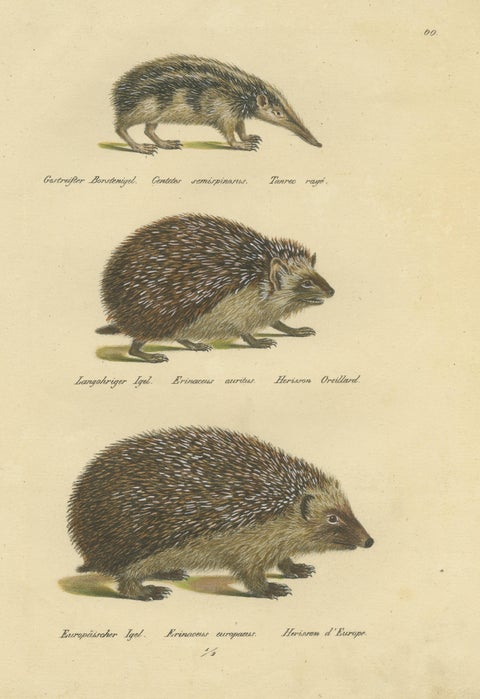 Antique Hand Colored Print of Three Hedgehog Species, view 3
