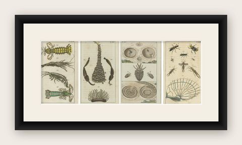 Small History Prints Showing Crustaceans, Marine Life and Detailed Insects, 1832, shown framed