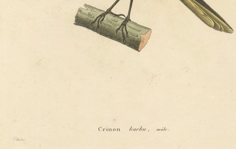 Hand-Colored Engraving of a Bearded Barbet, Exotic Ornithological Print, c.1808, close-up 5