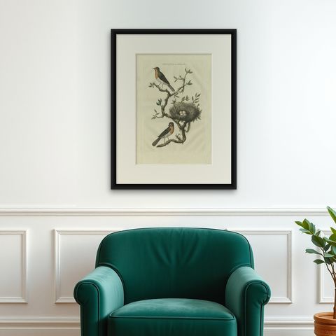 Antique Bird Print of the European Robin by Sepp & Nozeman, 1770, shown framed on a wall