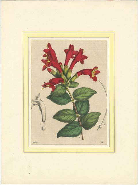 Set of Four Hand-Colored Botanical Prints from Book of Worlds, 1848, view 4