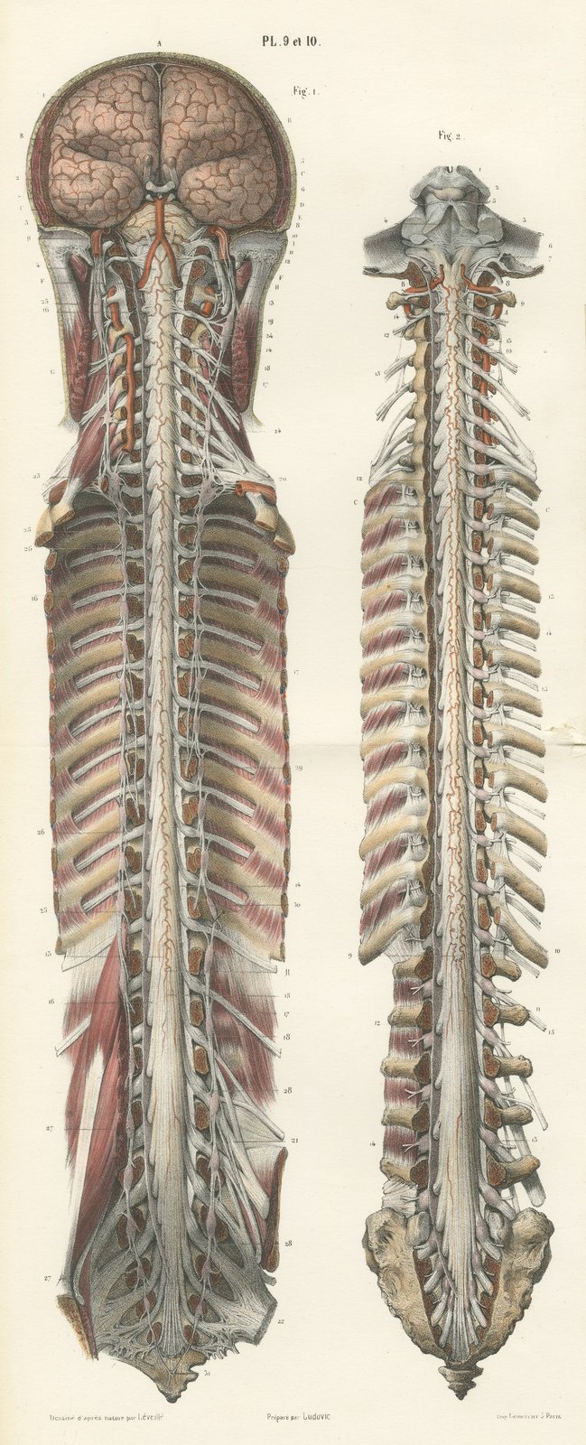 Brain and Spinal Cord with the Spinal Nerves, Hirschfeld Folding Plate, 1866