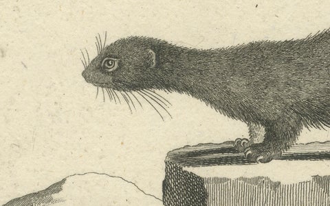 Antique Engraving of a European Mink (Mustela vison B.), Nußbiegel, ca.1800, close-up 4