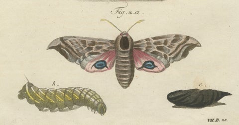 Pair of Antique Hawk Moth Life Cycle Engravings, Bertuch, c.1800, close-up 4