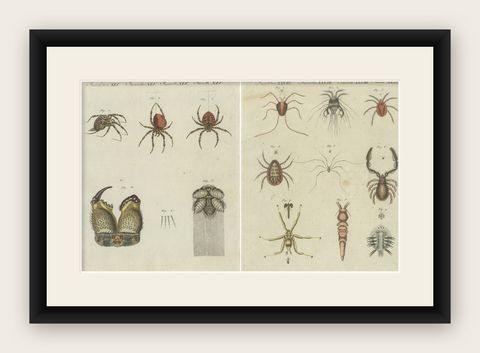 Set of Two Antique Prints of Various Insects Including Spiders and Mites, shown framed