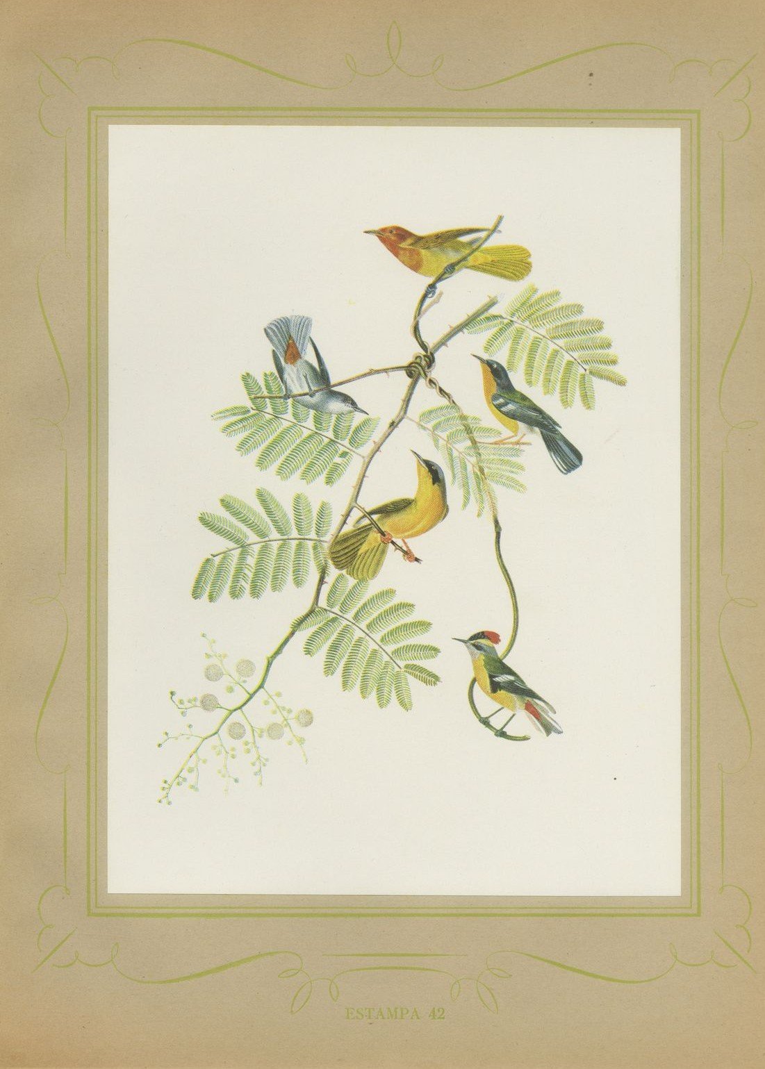 Warblers and Honeycreepers on Acacia, Brazilian Bird Print, Descourtilz, 1944