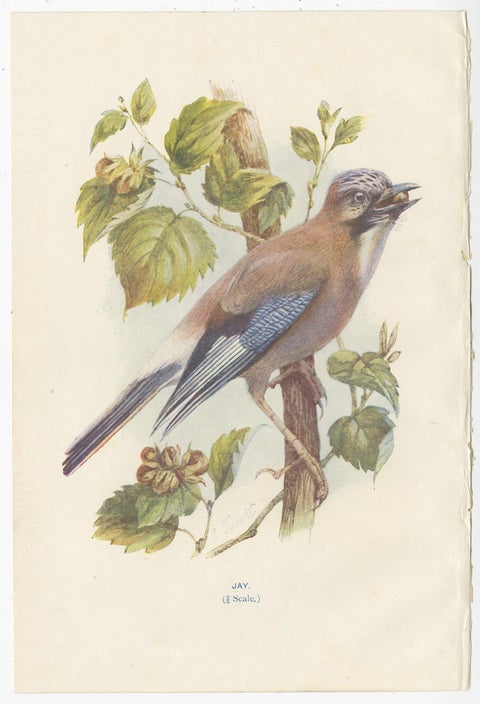Set of 4 Antique Bird Prints Jay, Redstart, Jackdaw, Greenfinch, '1901', view 2