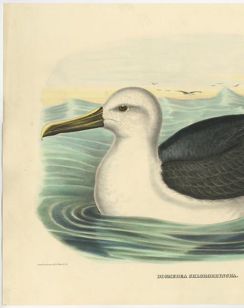 Antique Bird Print of a Yellow-Nosed Albatros Made After D.G. Elliot, 1869, view 4