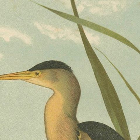 Bitterns in Reeds, Antique 19th Century Bird Chromolithograph of Little Bittern, close-up 6