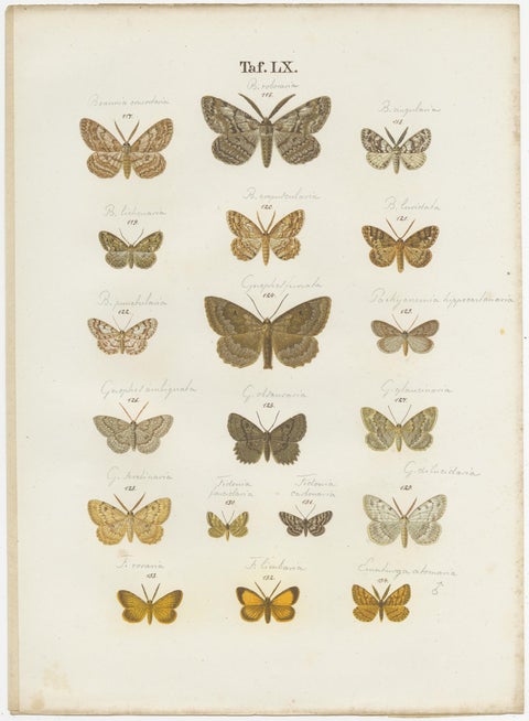 Set of 4 Antique Prints of Various Butterflies and Moths by Ramann, circa 1870, view 5
