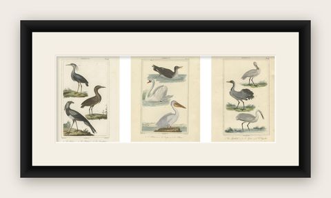 Elegant Avian Diversity: Illustrations from Buffon's Ornithology, c.1780, shown framed
