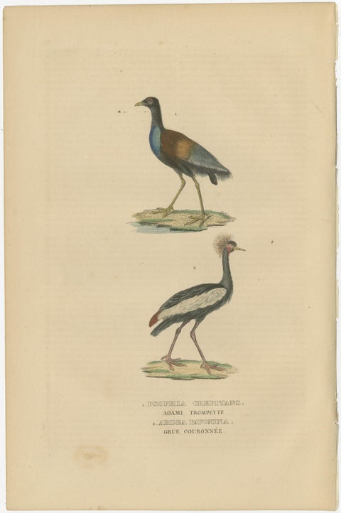Old Bird Print of The Grey-winged Trumpeter and Black Crowned of Kaffir Crane, view 3