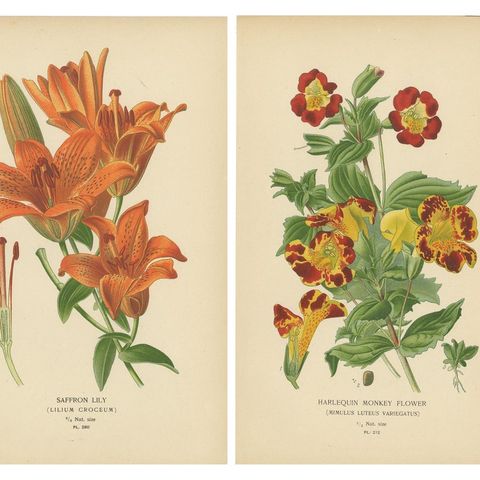 Victorian Garden Gems: Exotic Flowers from 1896-97 Illustrated Series, close-up 1