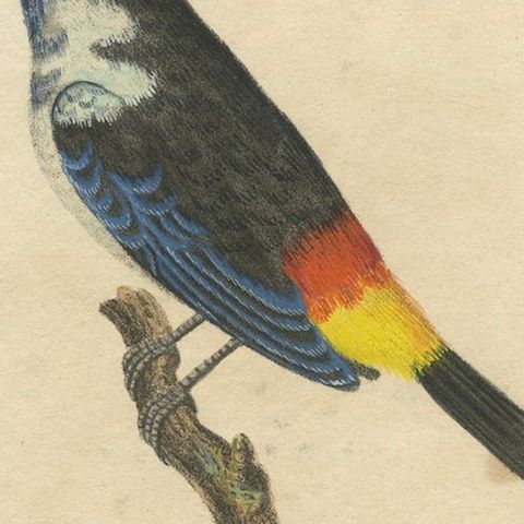 Melodic Hues: The Blue-Grey Tanager of the Tropics, circa 1820, close-up 5