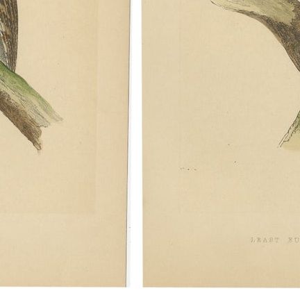 Set of 4 Antique Bird Prints of Two Owls, a Black Jackdaw and Their Eggs, close-up 1