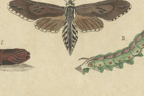 Moth Life Cycles with Caterpillars, Antique Bertuch Print, circa 1815, close-up 2