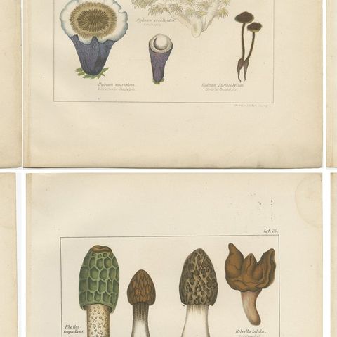 Set of 6 Antique Mycology Prints of the Common Stinkhorn & Other Mushrooms, 1875, close-up 2