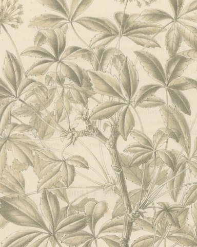Aralia Pentaphylla Shrub with Flower and Fruit Details Lithograph, 1858, close-up 1