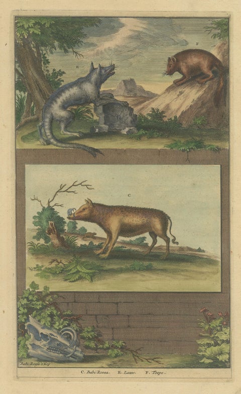 Colored Antique Print of a Babirusa and Two Other Animals, 1726, view 3