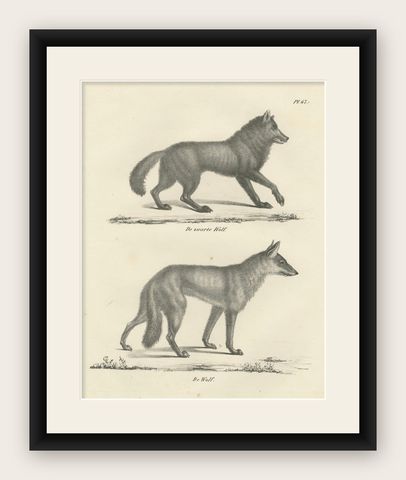 19th-Century Lithograph of the Black Wolf and Grey Wolf in Striking Detail, shown framed