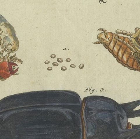 Antique Animal Print of Various Beetles, circa 1800, close-up 2
