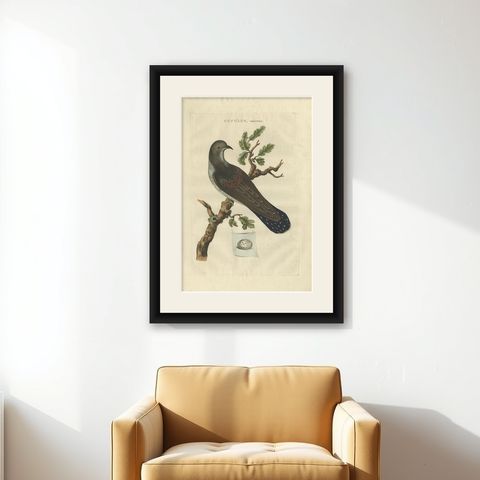 Antique Hand-Coloured Bird Print of the Common Cuckoo, 1789, shown framed on a wall