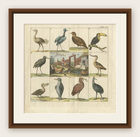 Antique Bird Print of an Ostrich, Toucan, Pelican and Other Birds, 1808, shown framed