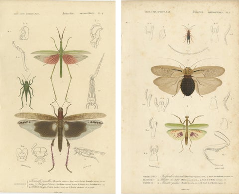 Antique Orthoptères Pair, Grasshoppers, Mantids & Earwigs, French c.1800, view 4
