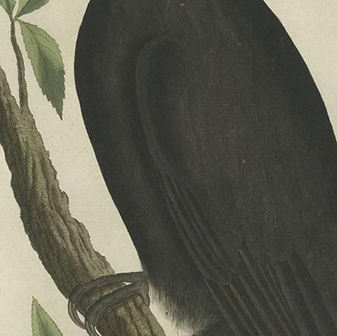 Antique Bird Print of a Female Black Woodpecker by Sepp & Nozeman, 1809, close-up 1