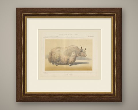 Male Yak, Antique Chromolithograph from Borie's Animaux de la Ferme, 1863, shown framed