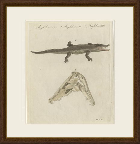 Crocodile with a Study of Its Skull, Antique Bertuch Print, Vienna, circa 1809, shown framed