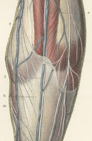Nerves of the Leg and Foot, Antique Hirschfeld Anatomy Print, 1866, view 6