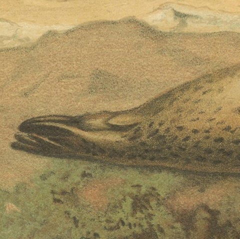 Leopard Seal, Antique Marine Mammal Chromolithograph, 1894, view 4