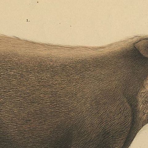 Rare Exotic Animal Print, Bornean Bearded Pig, Hand-Coloured, 1839, close-up 5