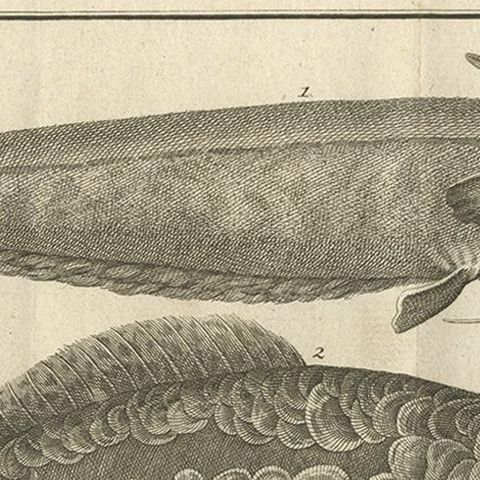 Antique Print of a Catfish and other Fish Species by Salmon, 1737, close-up 1