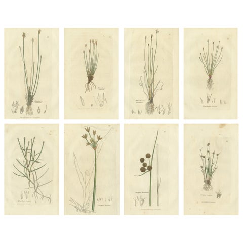 Set of 8 Antique Botanical Engravings of Spike-Rush and Bulrush Species, c.1830