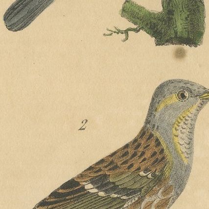 Antique Bird Print of Warblers or Perching Birds, 'c.1830', close-up 2