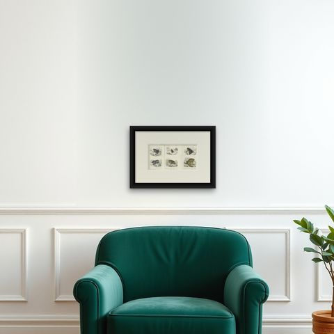 Set of 3 Antique Prints of Frogs and Toads, shown framed on a wall