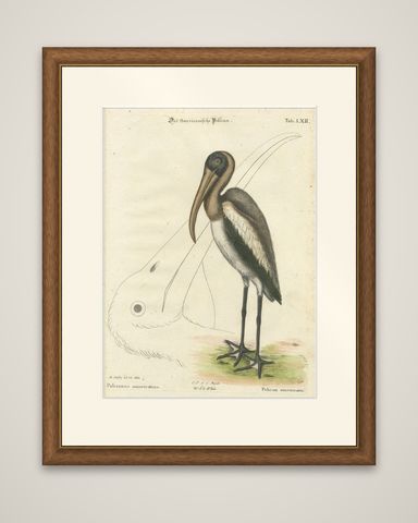 Antique Hand-Colored Engraving of the American Pelican, 19th Century, shown framed
