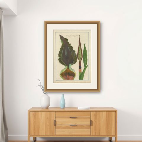 Dragon Arum, Poisonous Plant Botanical Engraving, Thornton, 1802, shown framed on a wall