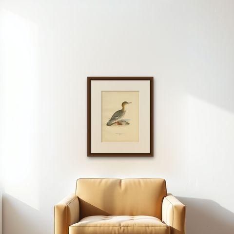 Antique Bird Print of a Female Red-Breasted Merganser by Von Wright '1929', shown framed on a wall