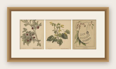 New Zealand Botanical Hand-Colored Lithograph Set with Miro & Kawakawa, 1890, shown framed