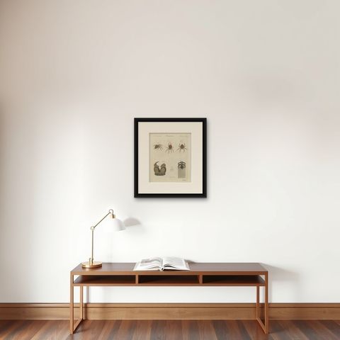 Garden Spider with Magnified Fangs, Antique Bertuch Print, circa 1805, shown framed on a wall