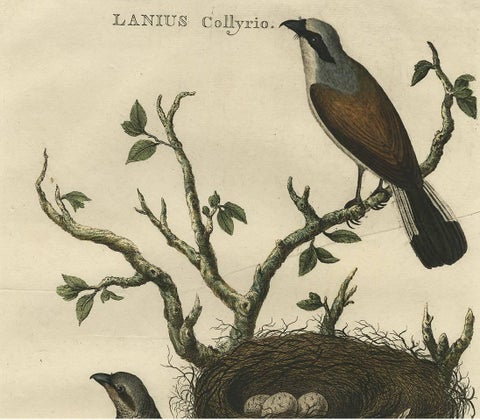 Antique Hand-Colored Engraving of Red-Backed Shrike, 18th Century, view 2