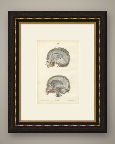 Median Sagittal Sections of the Head, Antique Hirschfeld Anatomy Print, 1866, shown framed