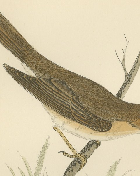 Marsh Warbler above a Grass Tussock, Hand Colored Morris Bird Print, 1896, close-up 2
