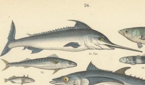 Marine Fish Print: Swordfish, Anglerfish, Tuna & Pipefish, Antique 1867, close-up 6