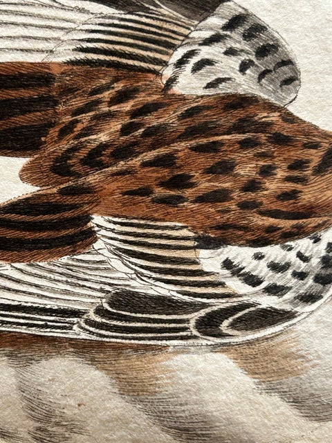 Emberiza nivalis, Antique Snow Bunting Print by Nozeman & Sepp, 1809, view 8