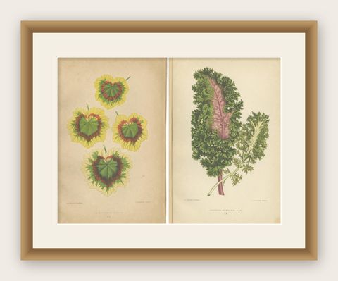 Contrasts in Nature: Pelargonium and Brassica - Botanical Art from 1880, shown framed